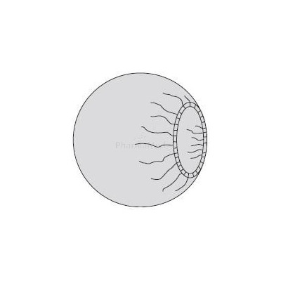 Charlotte pour ampli ronde 75cm - 2x18pcs