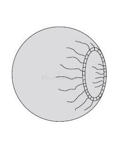 Charlotte pour ampli ronde 75cm - 2x18pcs